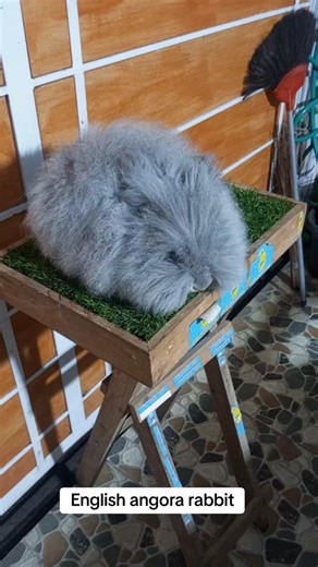 English angora rabbit 'english Angora 'kelinci anggora' #bunny #kelinci #arnab #rabbit #rabbitsoftiktok