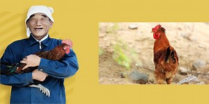 JD’s Popular Free-Range Chicken Program Helps Farmers