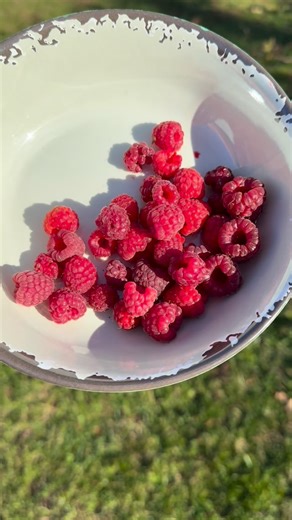 Christen McCoy on Instagram: "Raspberries in late November?! They were super sweet too! #growyourownfood #harvesttime #harvest #backyardgarden"