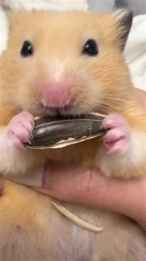 mukbang bữa sáng #hamster #hamsterhoinach #chuothoinach | hamster