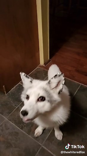 Fun Fox Tricks for Treats | TikTok