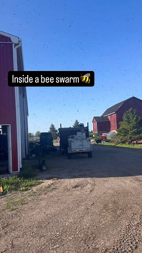 Make sure your sound is on to hear the swarm! One of the coolest experiences beekeeping is standing in the middle of a bee swarm. There are thousands of bees flying around you, but they aren’t protecting a home so you’re unlikely to be stung. Honeybees seem to be programmed to swarm in the spring. As their population increases rapidly, space gets tight and they decide it’s time for some to leave. They make new queens for the hive and the old queen will leave with a portion of the bees to start a