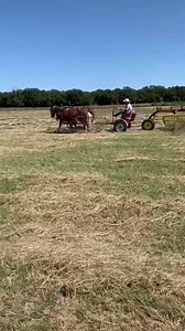 44K views · 191 shares | Jack & Jill a pair of red molly & John Belgium’s wagon mules 10 year old teaching Dip & Dot how to work dip and dot first time racking hay | Hutto Mule and Farming | Facebook