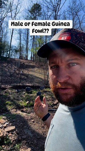 How to tell the difference between a male or female guinea fowl #guineafowl #fowl #birds #chickens #ranch #farm #homestead | Matt Mckinzie