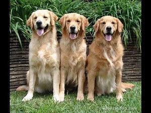 Rescue a Golden Retriever!