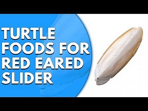 Top 4 Turtle Foods for Red-eared Slider: Our Top Picks