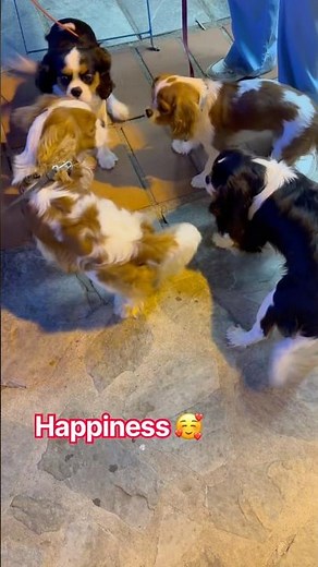 once Cavalier King Charles Spaniel and always ... #cavalierkingcharles