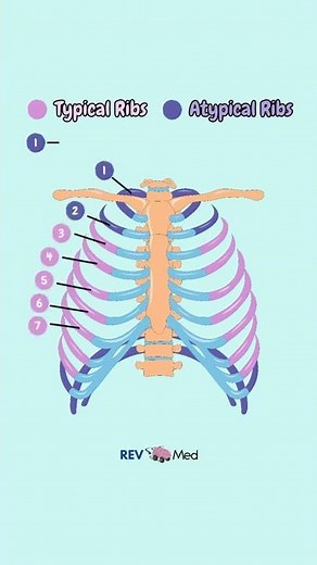 Rib Cage - Let's Label! (Anatomy)
