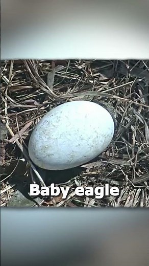 What Eagle sound is the BEST?