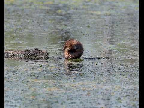 Muskrat Eating and Grooming