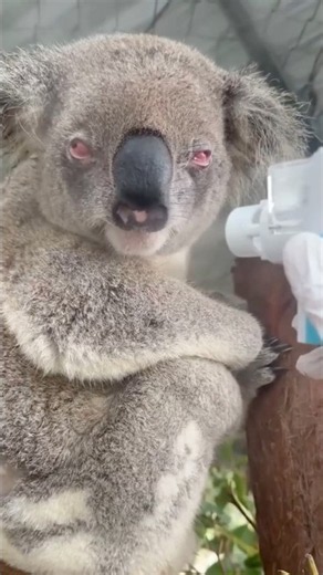 Why Does This Koala Have Red Eyes? #goodtoknow #educational #lifehacks #koala #vet #medicine #hacks