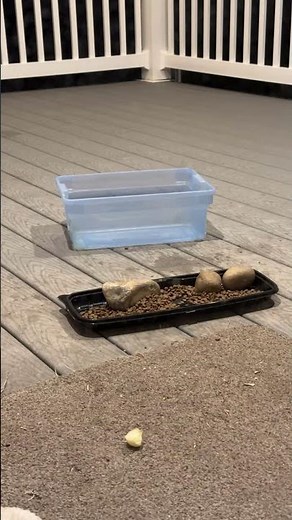 Kitty City is live! Happy Meow Easter 04052026