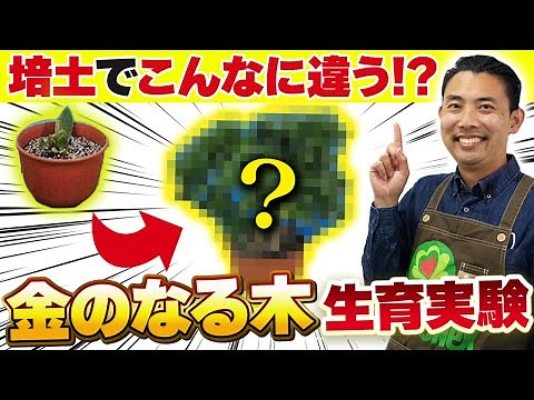 【園芸の基本】金のなる木の生育実験をご紹介！〜培土の違いで生育状況が大きく変わる！？～【園芸塾】【ハイポネックス】