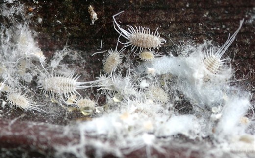 Tricky pests for the summer: How to deal with Mealybugs and Scale Insects