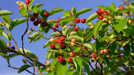 Amélanchier du Canada - amelanchier canadensis - Arboplus