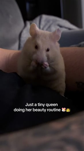 Ruby the Hamster's Adorable Beauty Routine