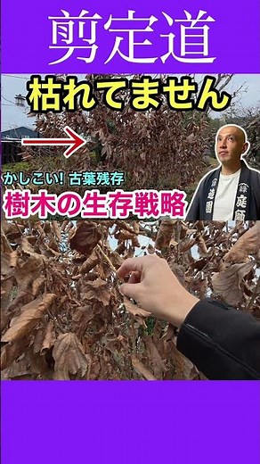 Huh? Is it dead? How to tell and the clever survival strategies of trees explained #pruning #gard...