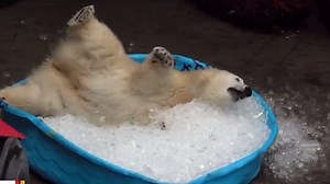 Polar bear plays in kiddie pool filled with ice