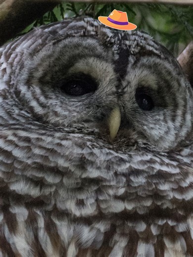 Barred Owl's Day: Sleeping and Hunting Insights