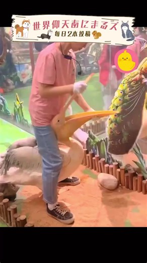 ペリカンがアヒルを救出する感動的ハプニング