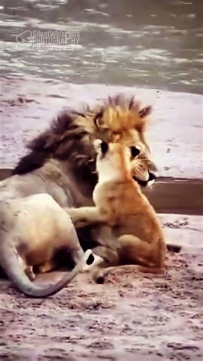 Dad Said NO… This Lion Cub Didn’t Listen 🦁