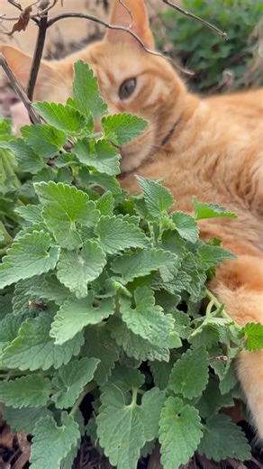 Jack the Cat Hello Spring