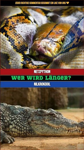 Wer wird länger? Der Netzpython oder das Nilkrokodil?
