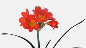 Time-lapse Of Growing Clivia Miniata Flower Stock Footage SBV-318963132 - Storyblocks