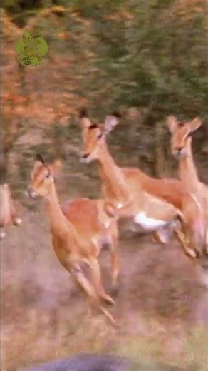 Wild Dogs Hunting Impala | Subscribe to ‪@UltimateNatureDocs‬ | #Shorts