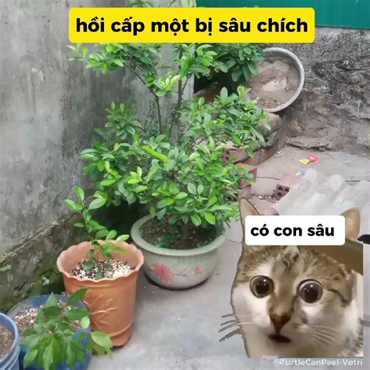 thuốc ngứa tự nhiên #memecat #meme