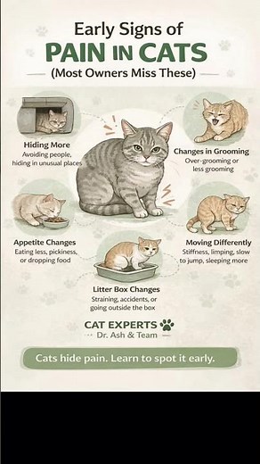 Early Signs of Pain in Cats 🐱⚠️ | Don’t Miss These!