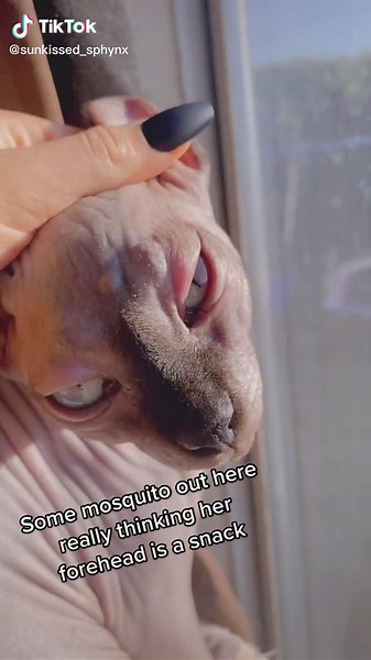 Sunkissed_sphynx on TikTok