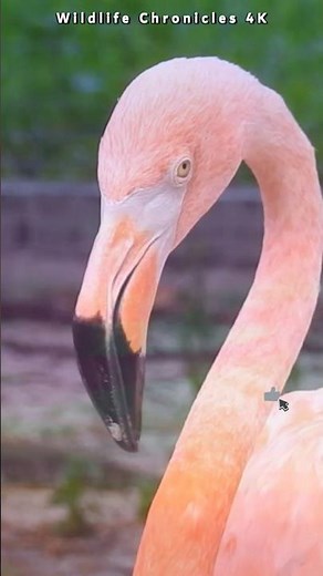 Stunning Flamingo Close Up - Grace in Motion