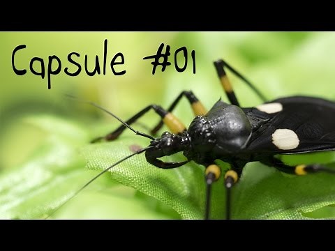 Capsule #01 - Qu'est-ce qu'un insecte?