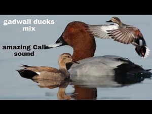 duck gadwall Call sound hunting video