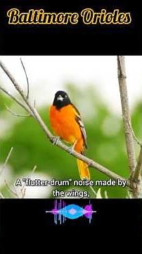 Beautiful Baltimore Oriole Bird Song | Nature Bird Sound