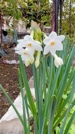paperwhite narcissus (Narcissus papyraceus).