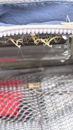 Praying Mantises Meet: When Curiosity Turns Awkward