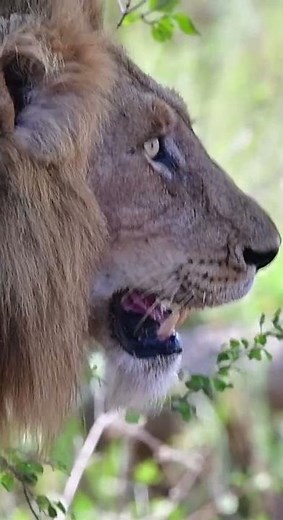 Big male Lion close to Lower Sabie in Kruger National Park