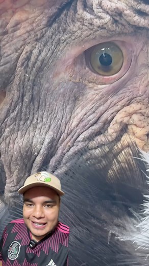 Los ojos de animal legendario | BioJairzinho