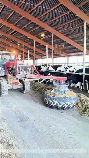 Tractor - Powered Feeding: How Modern Dairy Farms Streamline Cow Nutrition