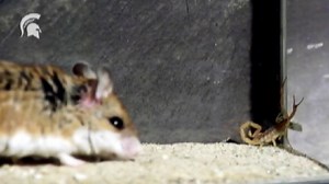 Cute Mouse Is a Real Scorpion Slayer