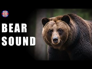 BEAR SOUND - WILD ANIMAL SOUNDS - Sound Effects