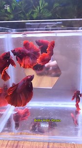 253 reactions · 128 shares | Betta/fighter fish প্রেমীরা কোথায়⁉️拾...