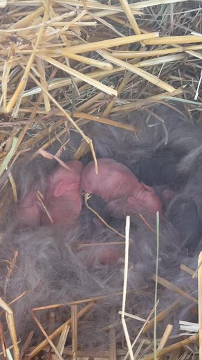 6.1K views · 76 reactions | Popcorn bunnies | Show Me Bunnies And More | Facebook