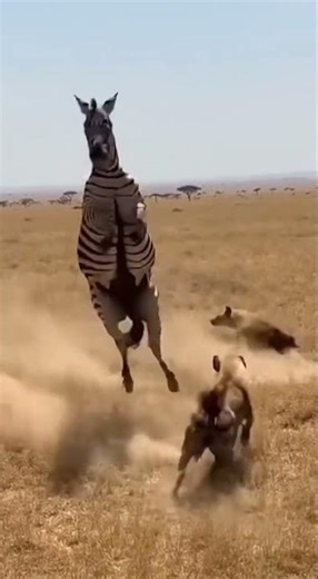 The Hyena's Flying Lesson: Taught by a Very Unforgiving Zebra Instructor