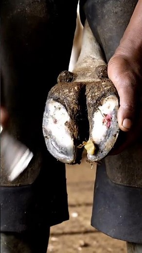 Horse Hoof ULCER EXPLOSION?! 🤯 Watch Us Clean This Pus Nightmare! 🔥😂