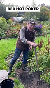 Planting Red Hot Poker Royal Castle ..flowers for months and lasts for years! Available in webshop https://pergolanurseries.ecwid.com/ All Ireland delivery Pergola Nurseries Garden Corner Virginia,Co Cavan A gardeners oasis of quality plants Open Tues-Sat 10.30-6 Open Sun 2-6 | Pergola Nurseries Garden Corner