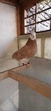 Rare Yellow Shahzadeh Pigeon – Iranian Royal Breed