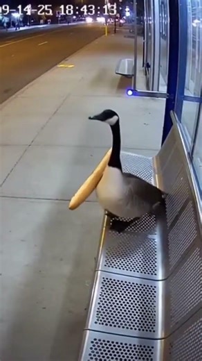 GOOSE HEIST: Baguette Boosted on Wet Floor Sign #Shorts